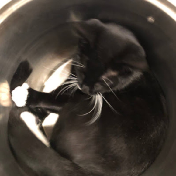 Meet your Posher, Anouk - Picture 1 of 1